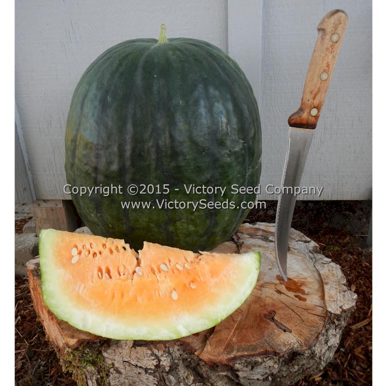 'Mabry's Yellow' watermelon.