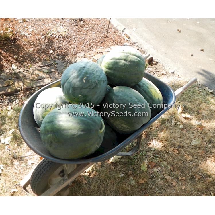'Mabry's Yellow' watermelon harvest.