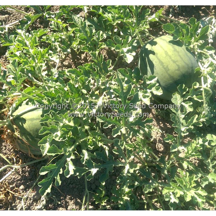 'Mabry's Yellow' watermelon plants.