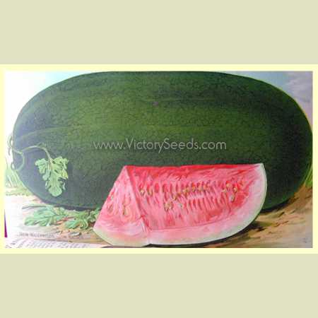 'Tom Watson' watermelon - Litho from 1911