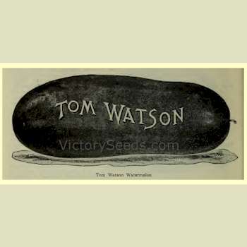 'Tom Watson' watermelon image from the 1913 Buist catalog.