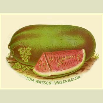 'Tom Watson' watermelon from the 1918 Steckler seed catalog.