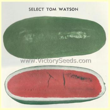 'Tom Watson' watermelon from the 1950 Wm. A. Watson's Sons seed catalog.