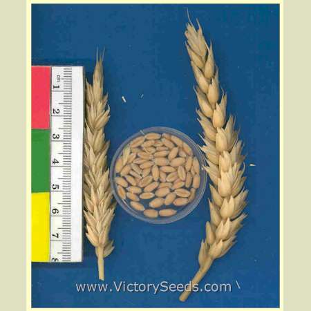''GA-Gore' wheat. Image by the USDA.