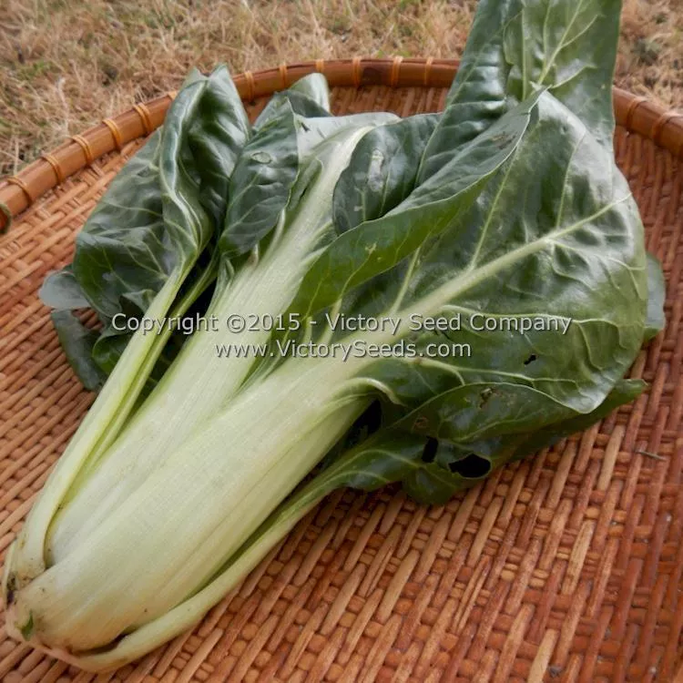 Barese Swiss Chard