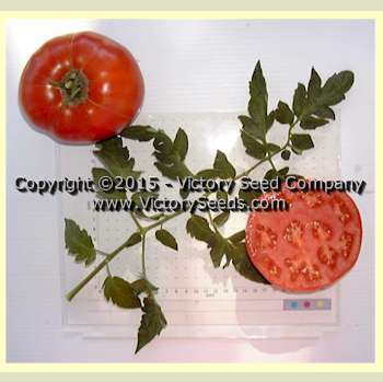 Burgess Mammoth Wonder Tomato