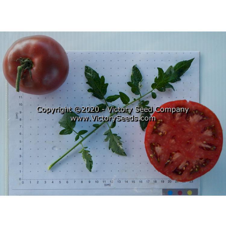 Blue's Bling Tomato