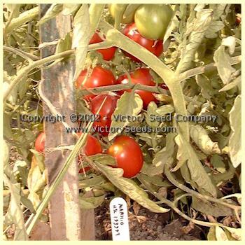 Livingston's Marhio (Marvelous) Tomato