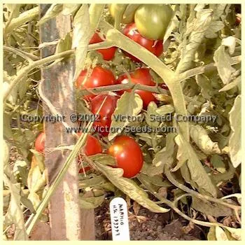 Livingston's Marhio (Marvelous) Tomato