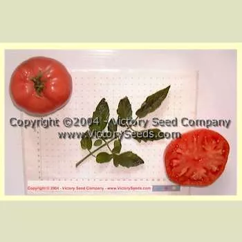 Jimmy Joe Tomato