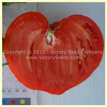 Ashleigh Tomato