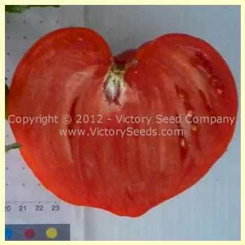 Ashleigh Tomato