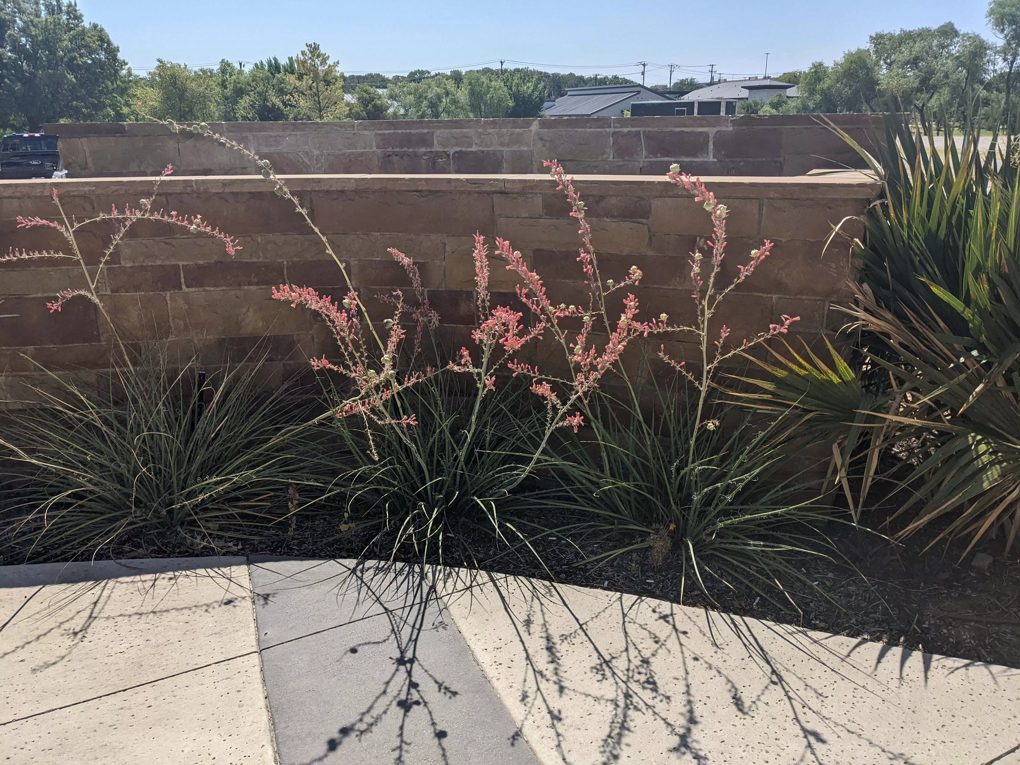 Red Yucca