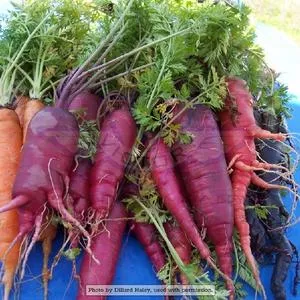 Atomic Red Carrot