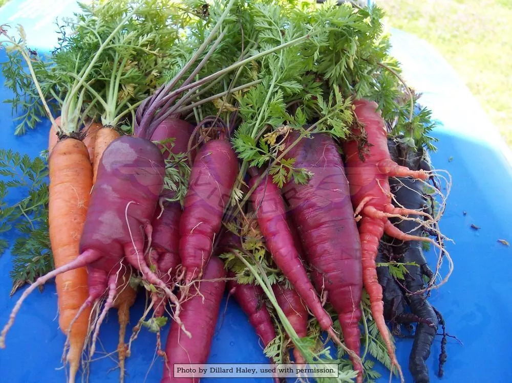 Atomic Red Carrot
