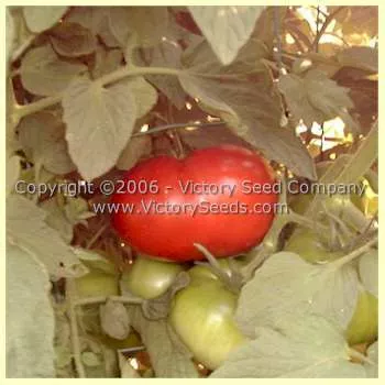 Acme, De Giorgi Tomato