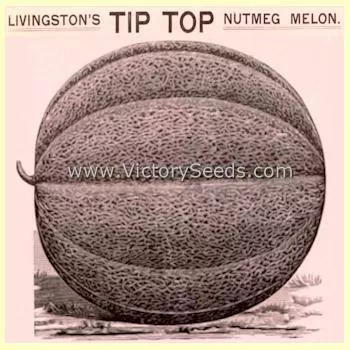 Livingston's Tip Top Melon