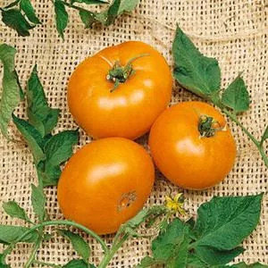 Brandywine, Yellow - Tomato