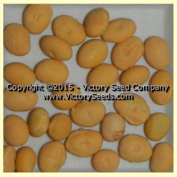 Ozzie Soybean