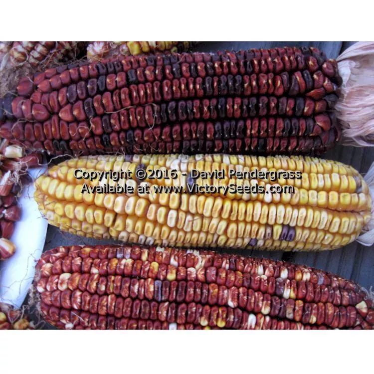 Petmecky Flint / Flour Corn