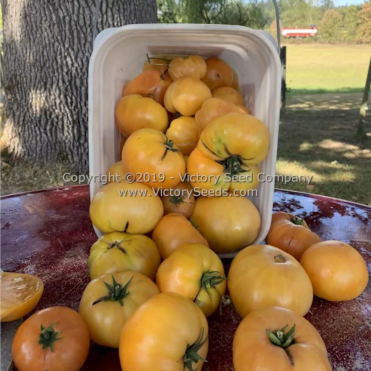 Dwarf Perfect Harmony Tomato
