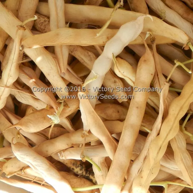Romano Pole Green Garden Bean