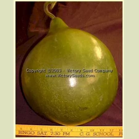 Bushel Gourd