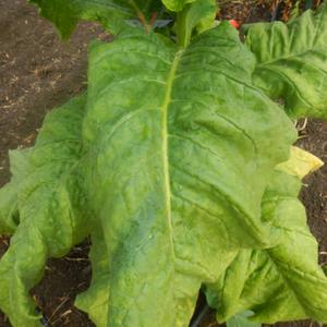 Gold Dollar Tobacco