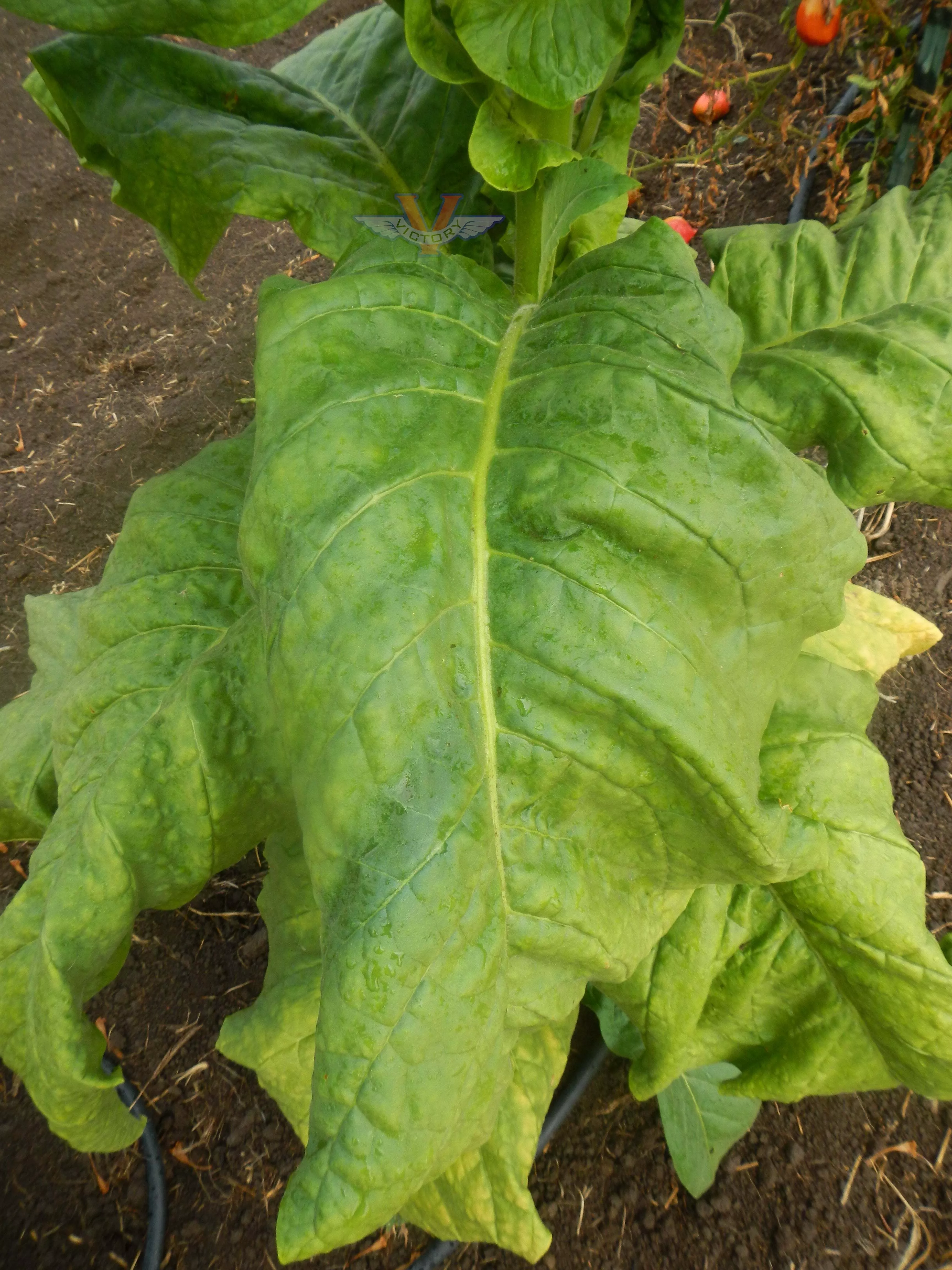 Gold Dollar Tobacco