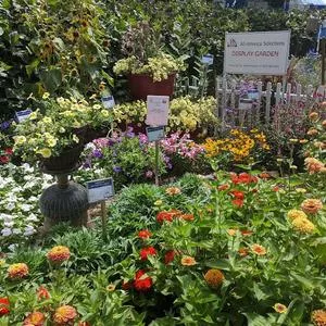 Annuals and Biennials