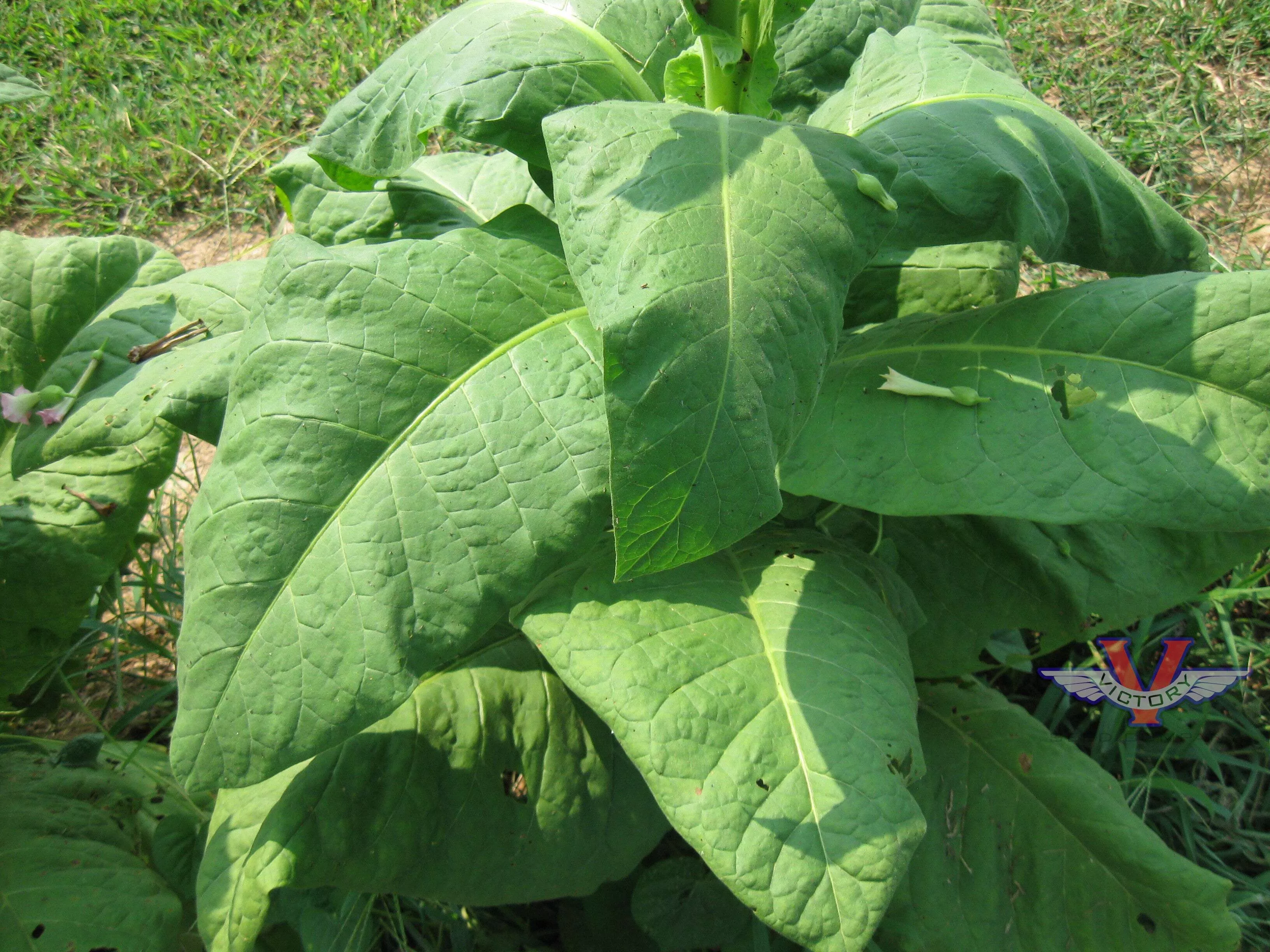 Pennsylvania Broadleaf Tobacco