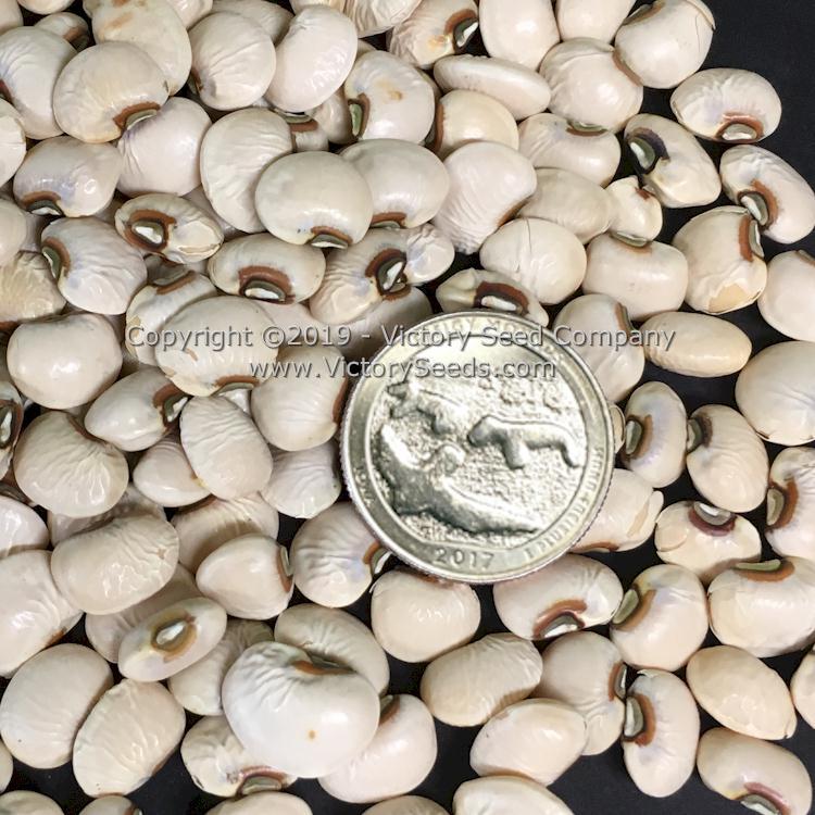 Big Boy Southern Pea