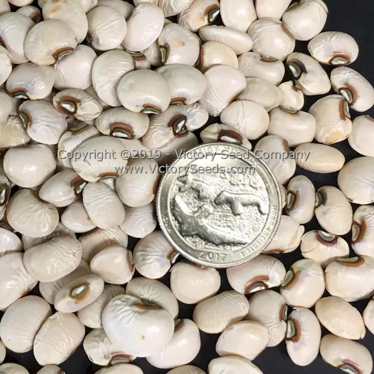 Big Boy Southern Pea
