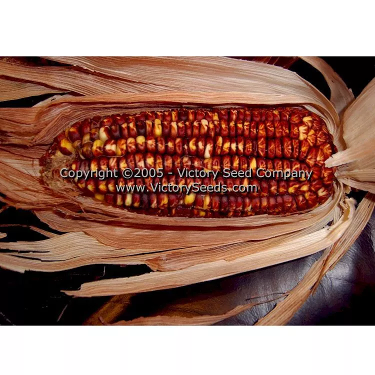 Petmecky Flint / Flour Corn