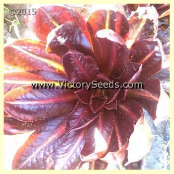 Rossa di Treviso Radicchio (Italian Chicory)