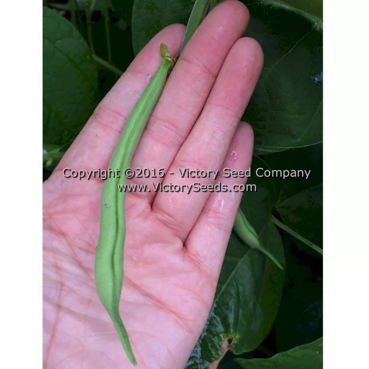 Topcrop (Top Crop) Bush Green Garden Bean