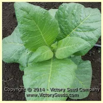 Lizard Tail Orinoco Tobacco