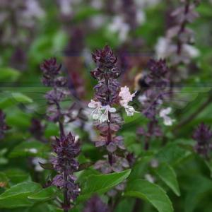 Basil, Cinnamon
