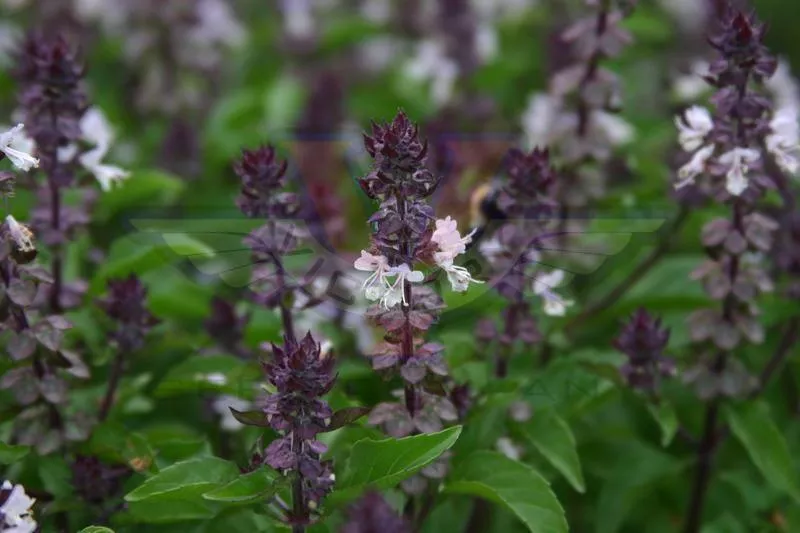 Basil, Cinnamon