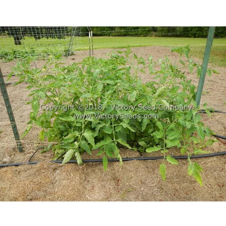 Winsall (aka Henderson's Winsall) Tomato