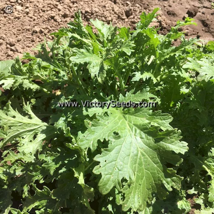 Old Fashioned Mustard Greens