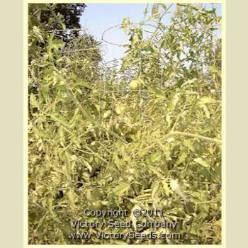 Livingston's Giant Oxheart Tomato