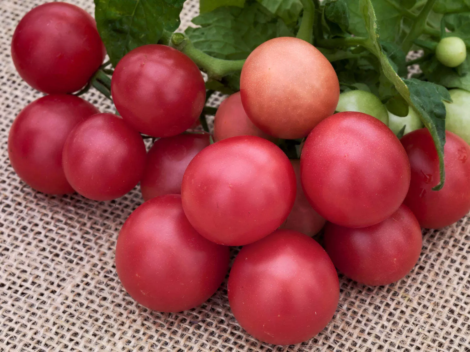 Rosy Finch Tomato