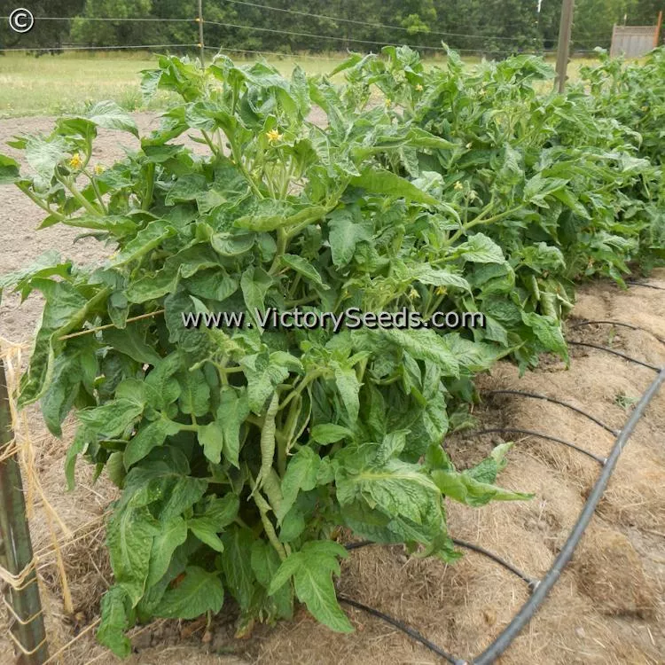 Dwarf Stony Brook Heart Tomato