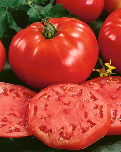 Beefsteak Tomato