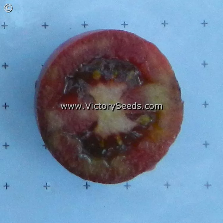 Dwarf Mocha's Cherry Tomato