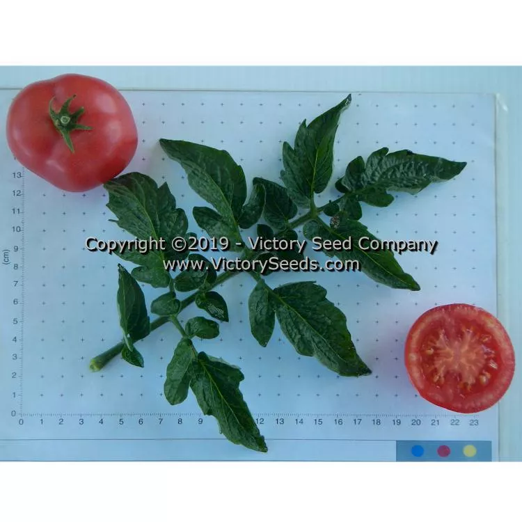 Clare Valley Pink Tomato