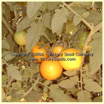 Livingston's Gold Ball Tomato