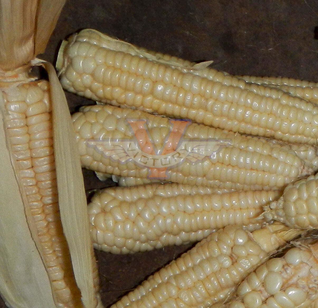 Will's Early June Sweet Corn