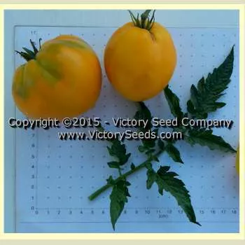 Dwarf Golden Heart Tomato